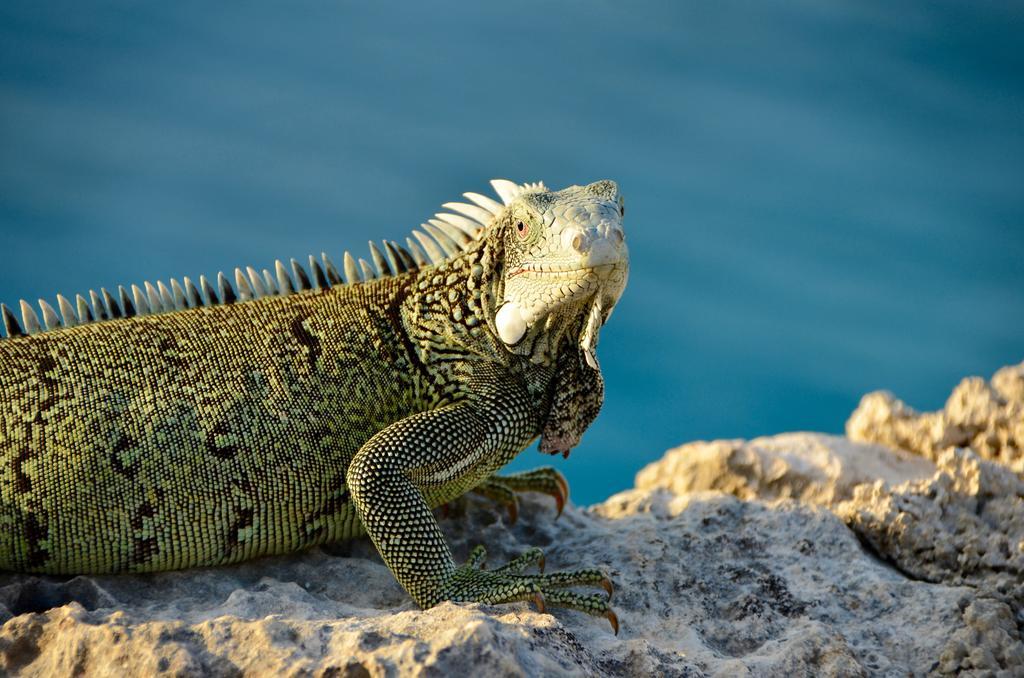 Marazul Dive Resort Westpunt Buitenkant foto